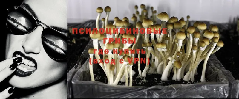 Псилоцибиновые грибы Psilocybine cubensis  Челябинск 